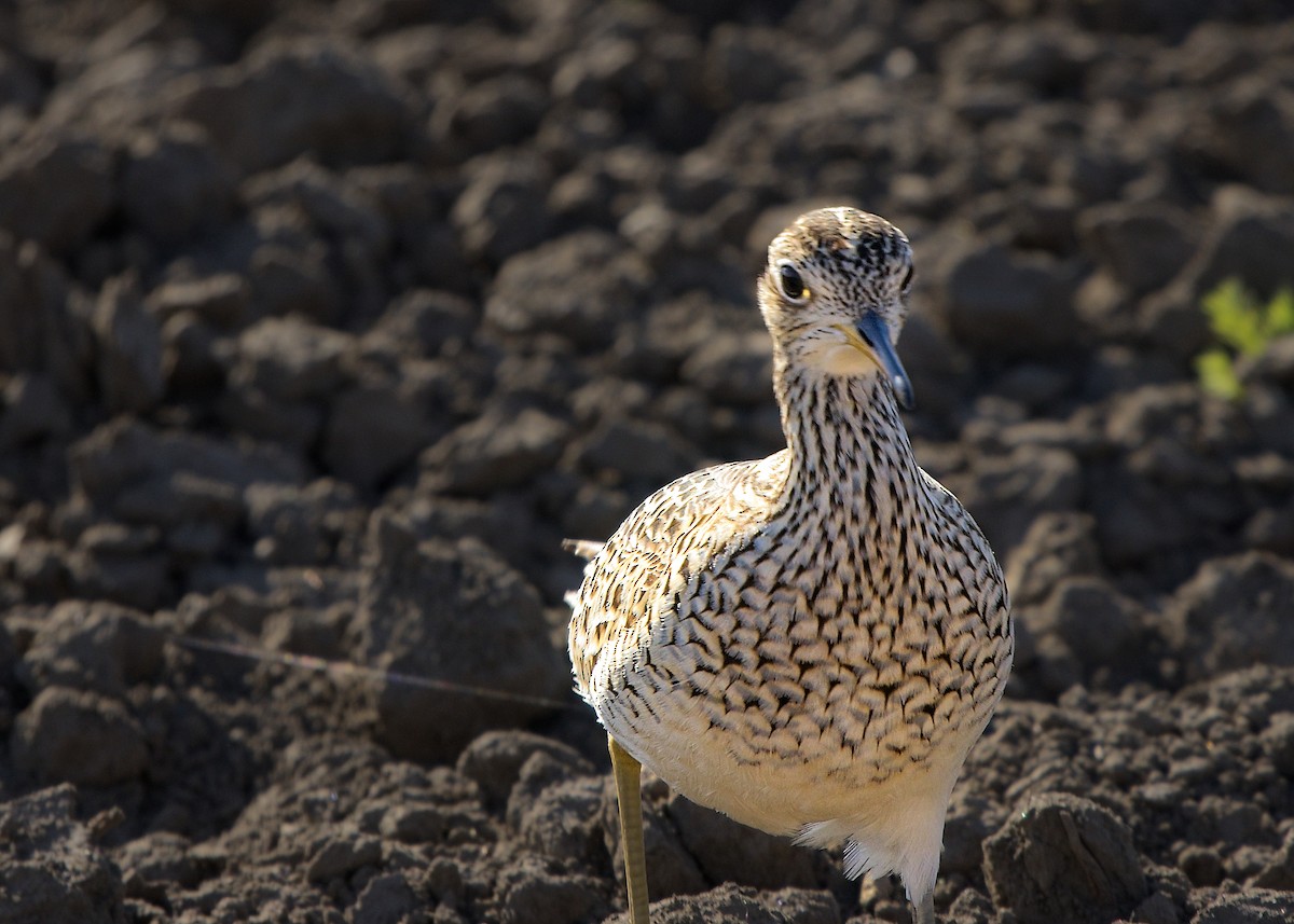 Upland Sandpiper - ML619242102