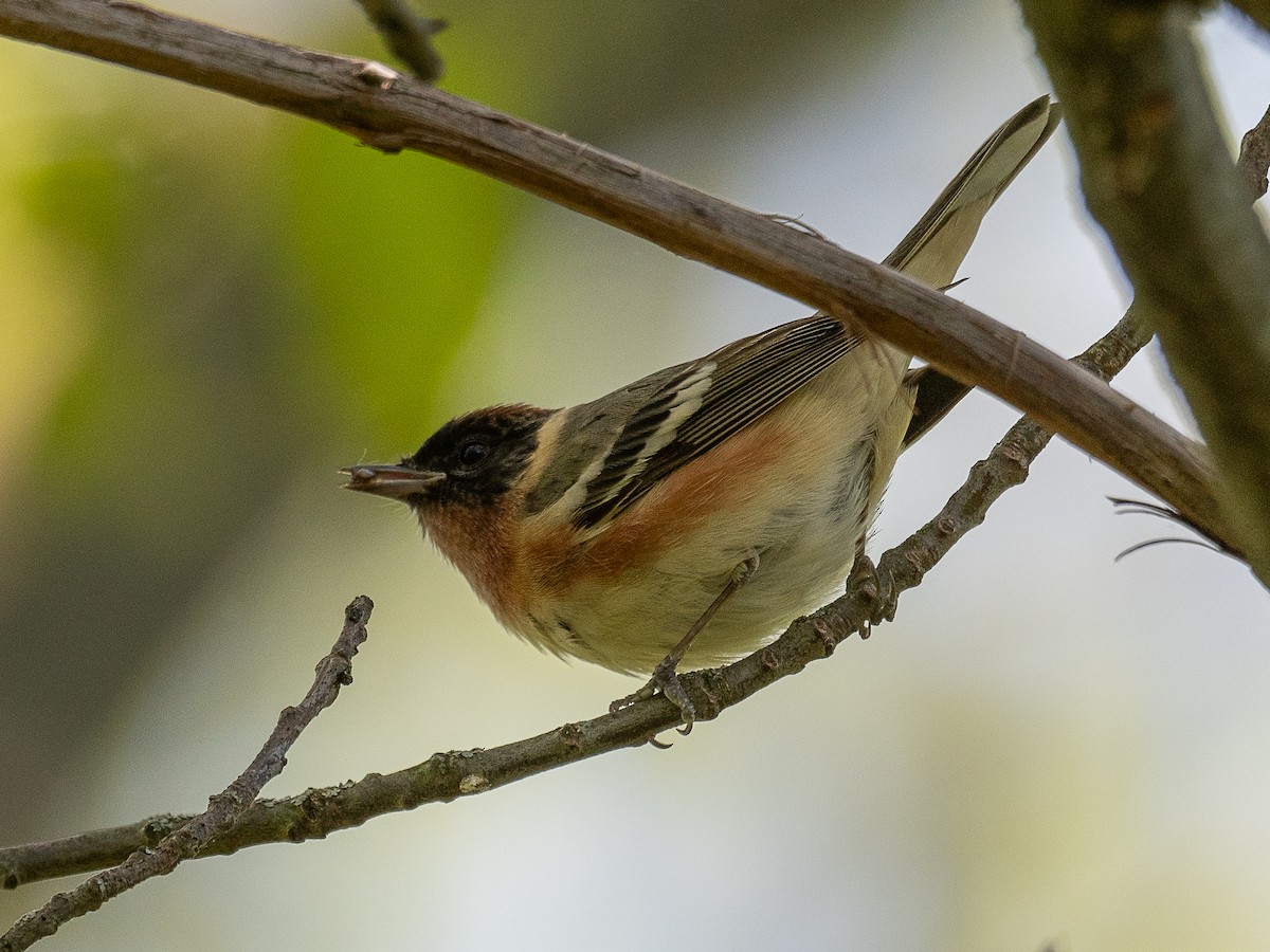 Bay-breasted Warbler - Mike Schijf