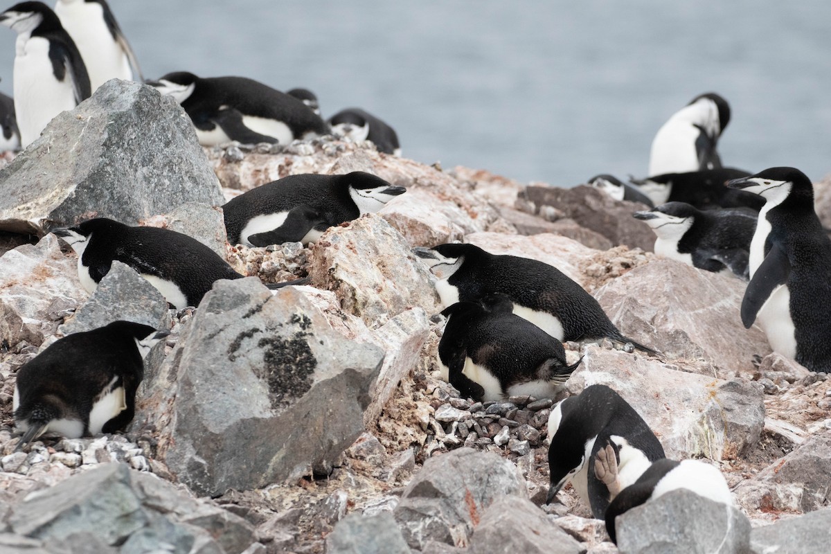 Chinstrap Penguin - ML619242112