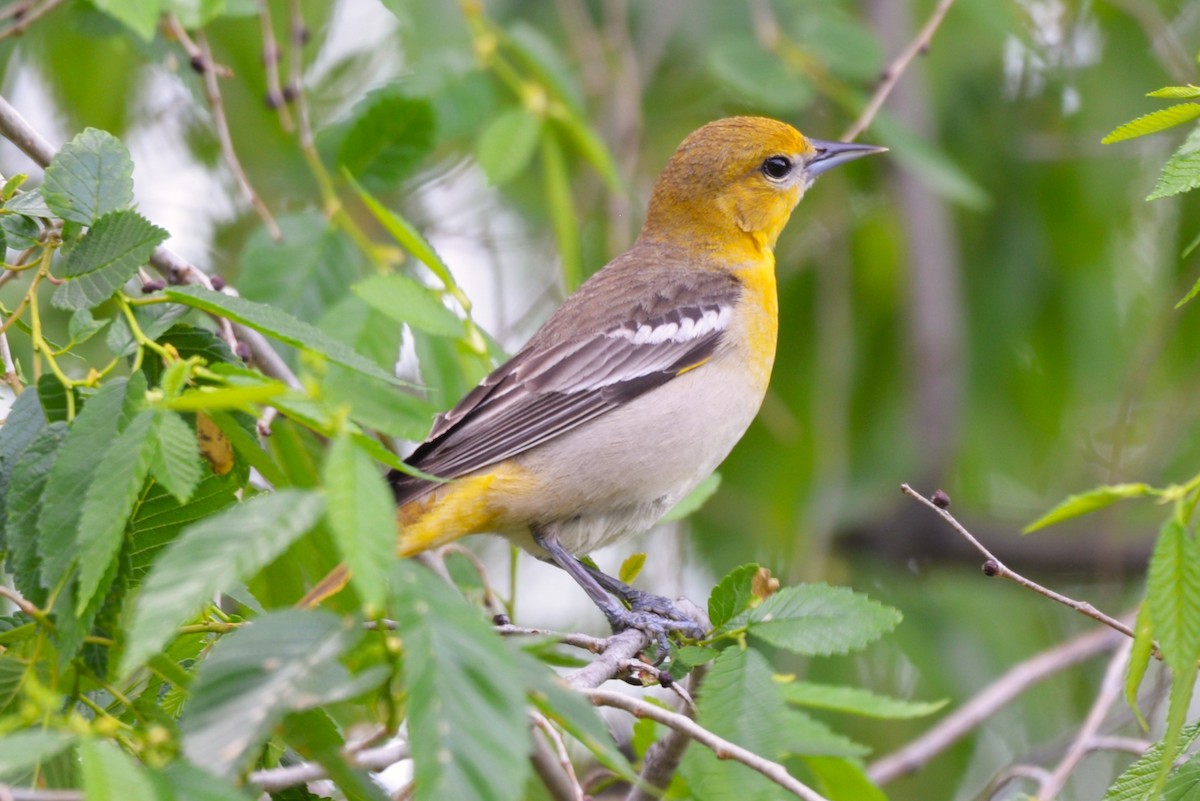 Bullock's Oriole - Henry deJong