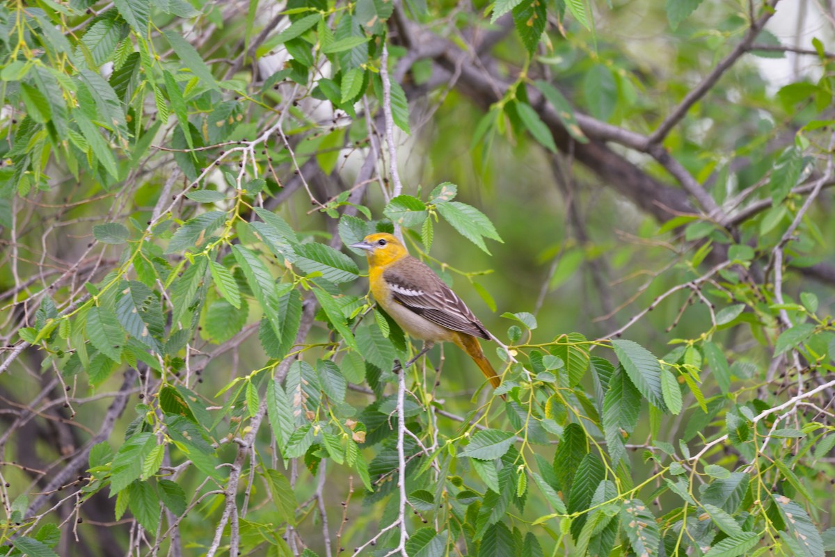 Bullock's Oriole - Henry deJong