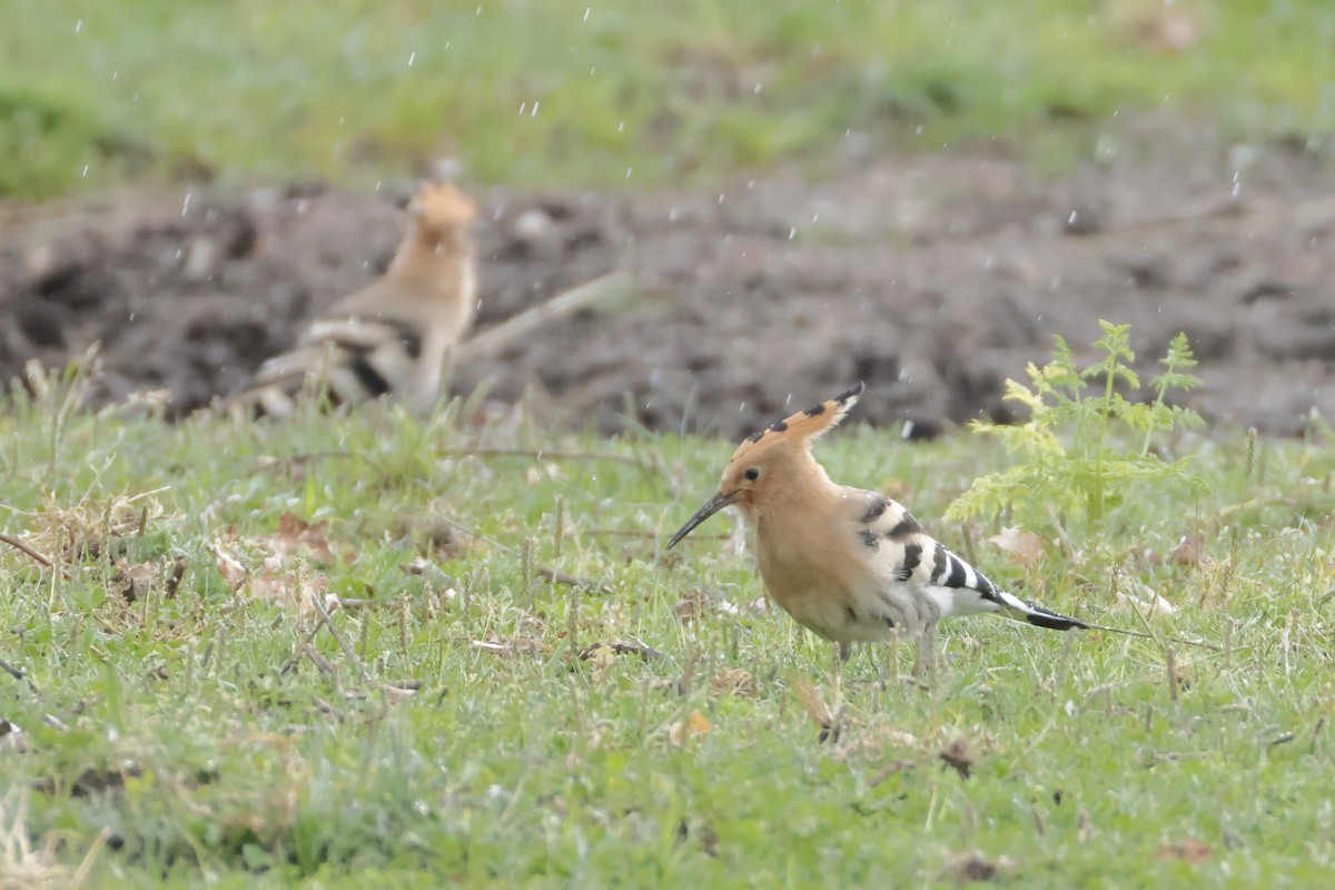 Eurasian Hoopoe - Javier De Las Heras