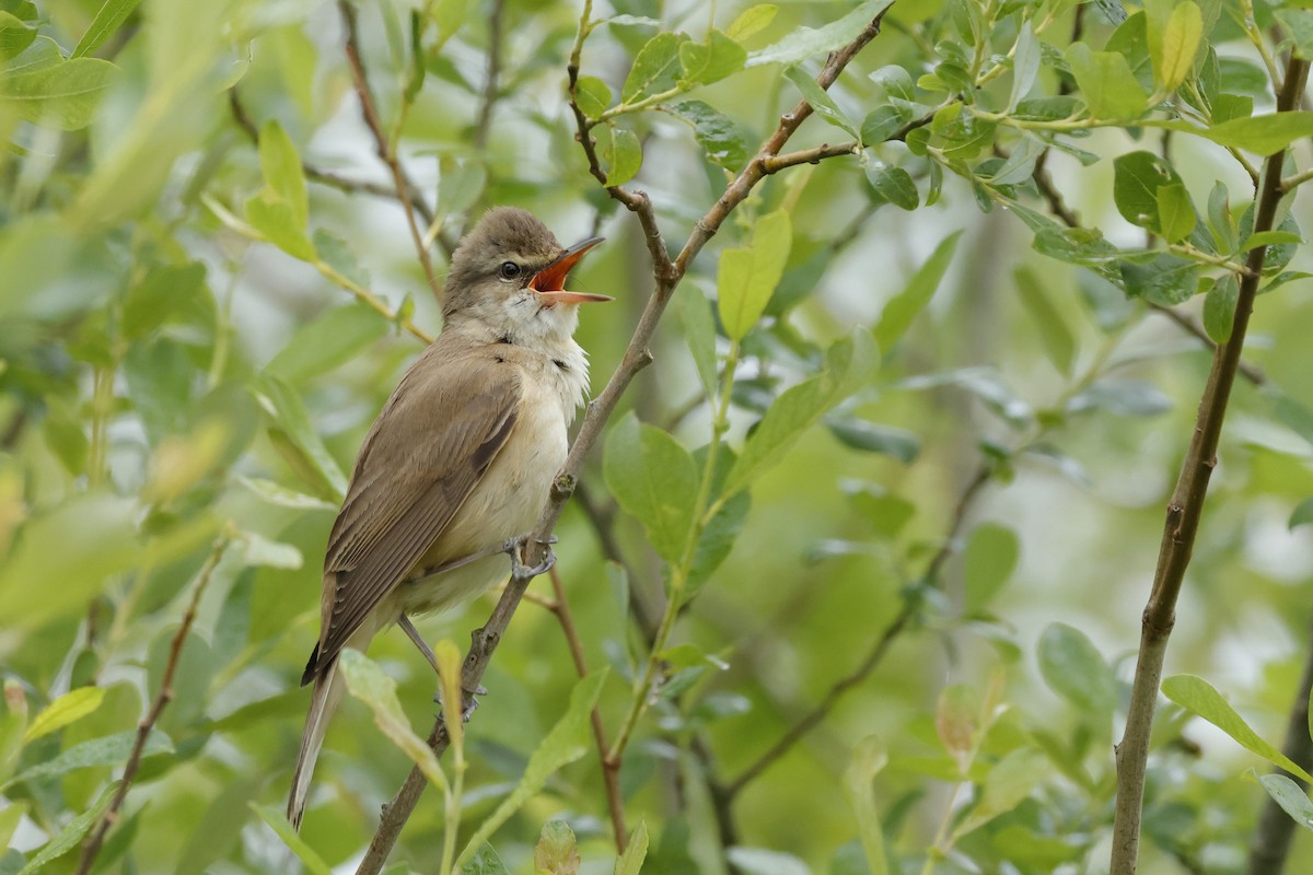 Great Reed Warbler - Javier De Las Heras