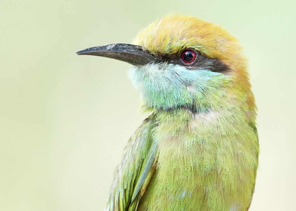 Asian Green Bee-eater - David Hardie