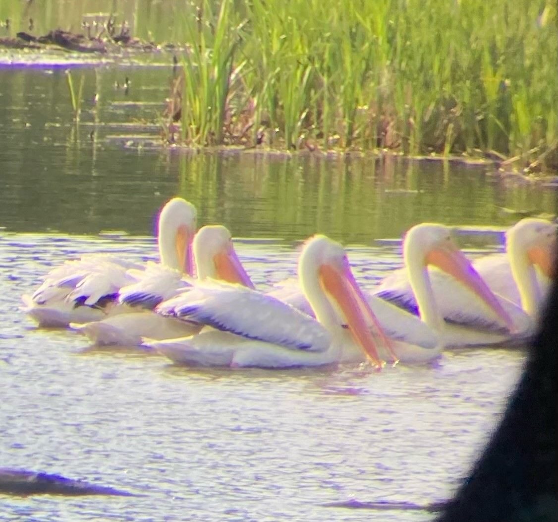 American White Pelican - Ethan Maynard