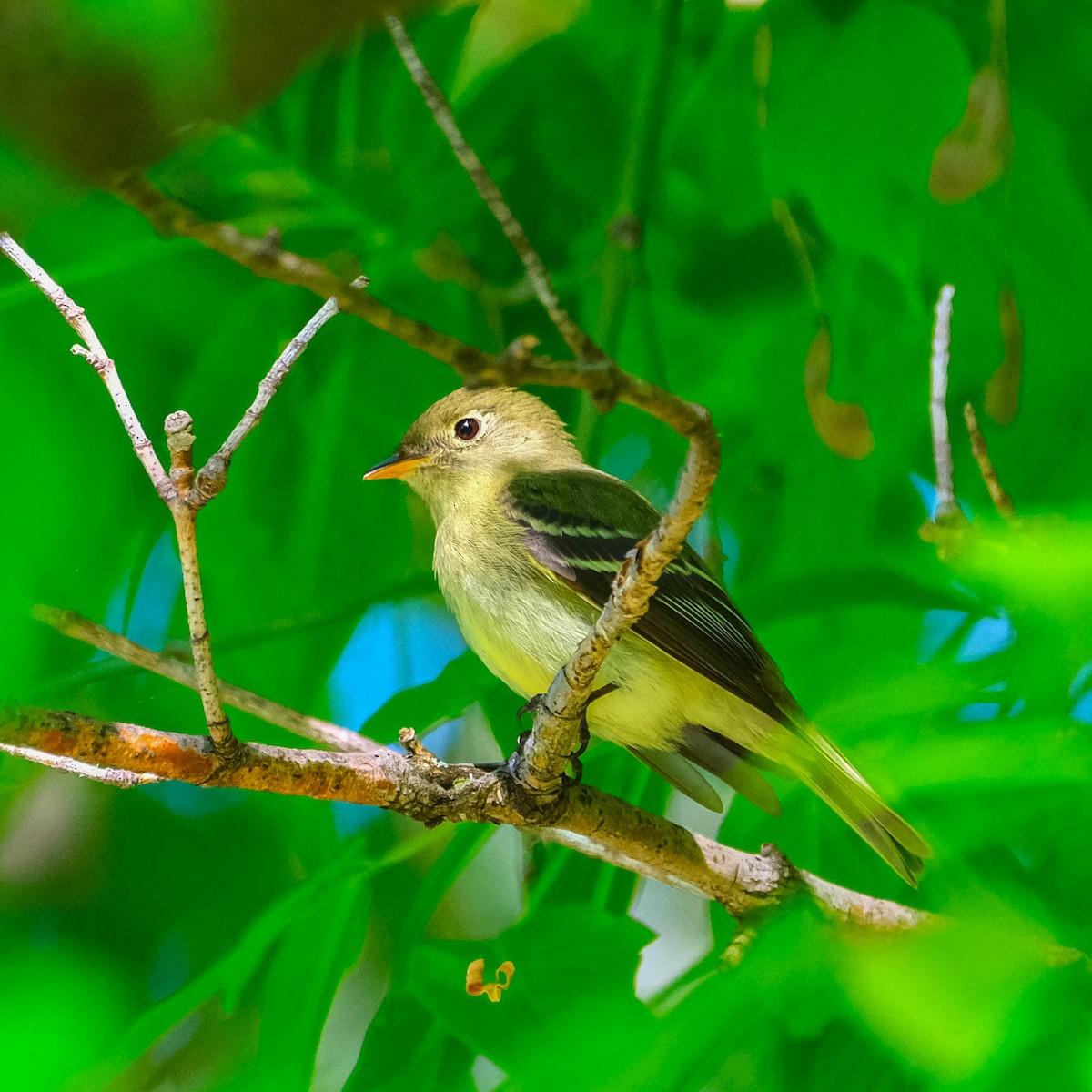 Yellow-bellied Flycatcher - Andrew Dressel