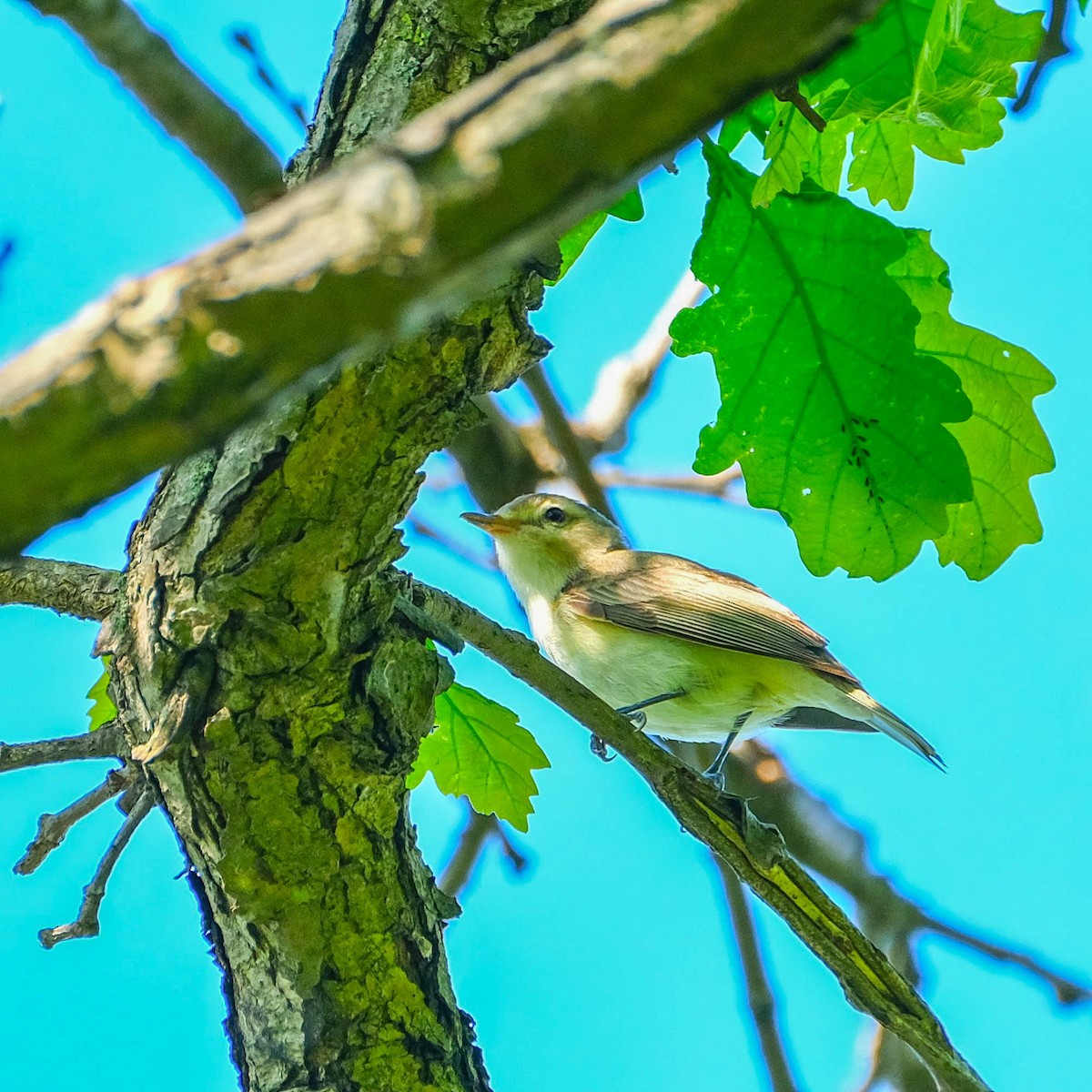 Warbling Vireo - Andrew Dressel