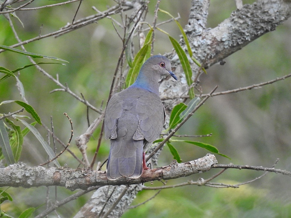 White-tipped Dove - Leonardo Bordin