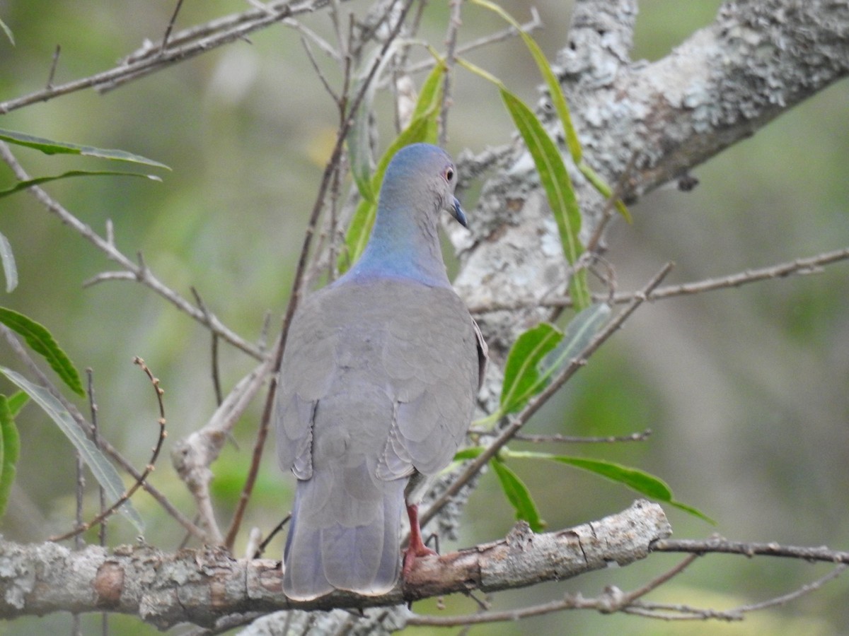 White-tipped Dove - Leonardo Bordin