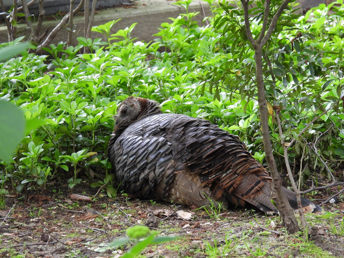 Wild Turkey - Julius Marinov