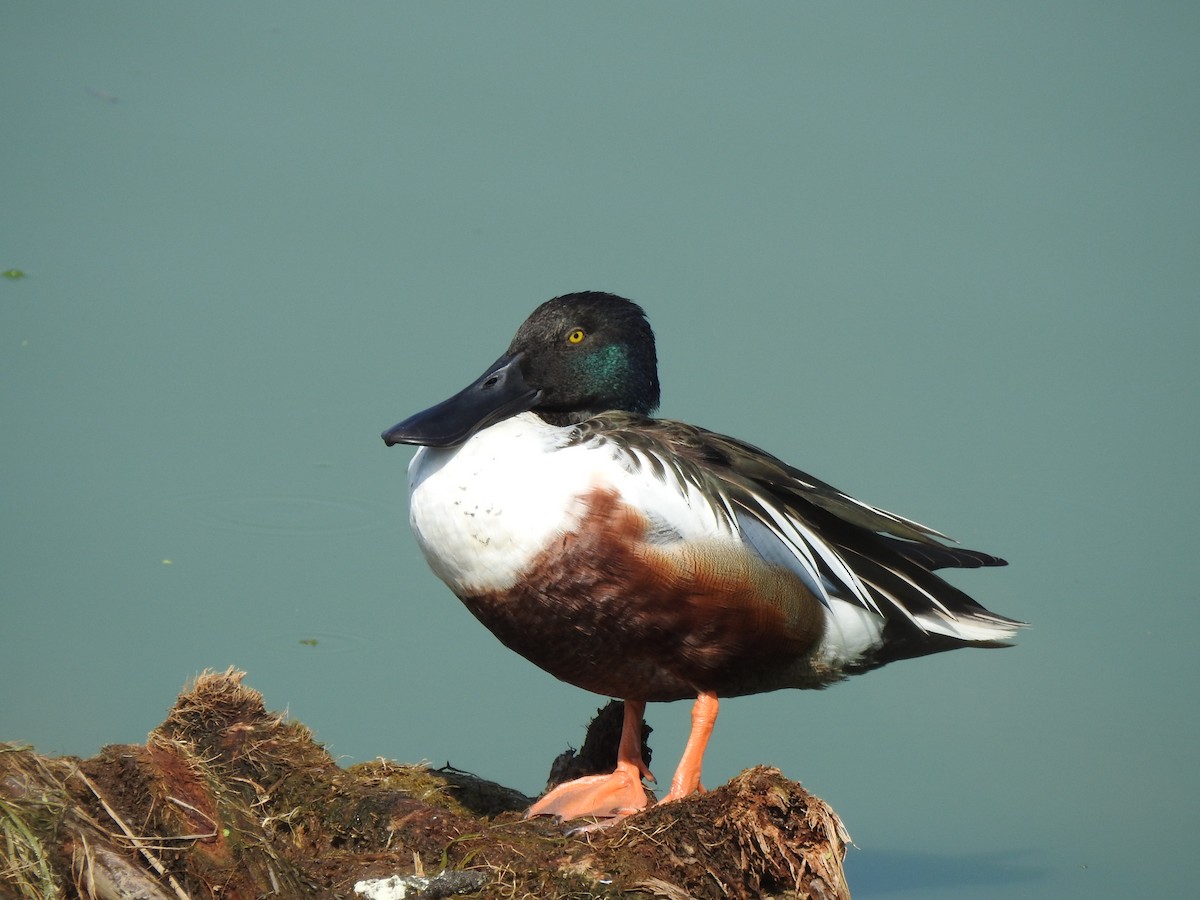 Northern Shoveler - Holly Perry