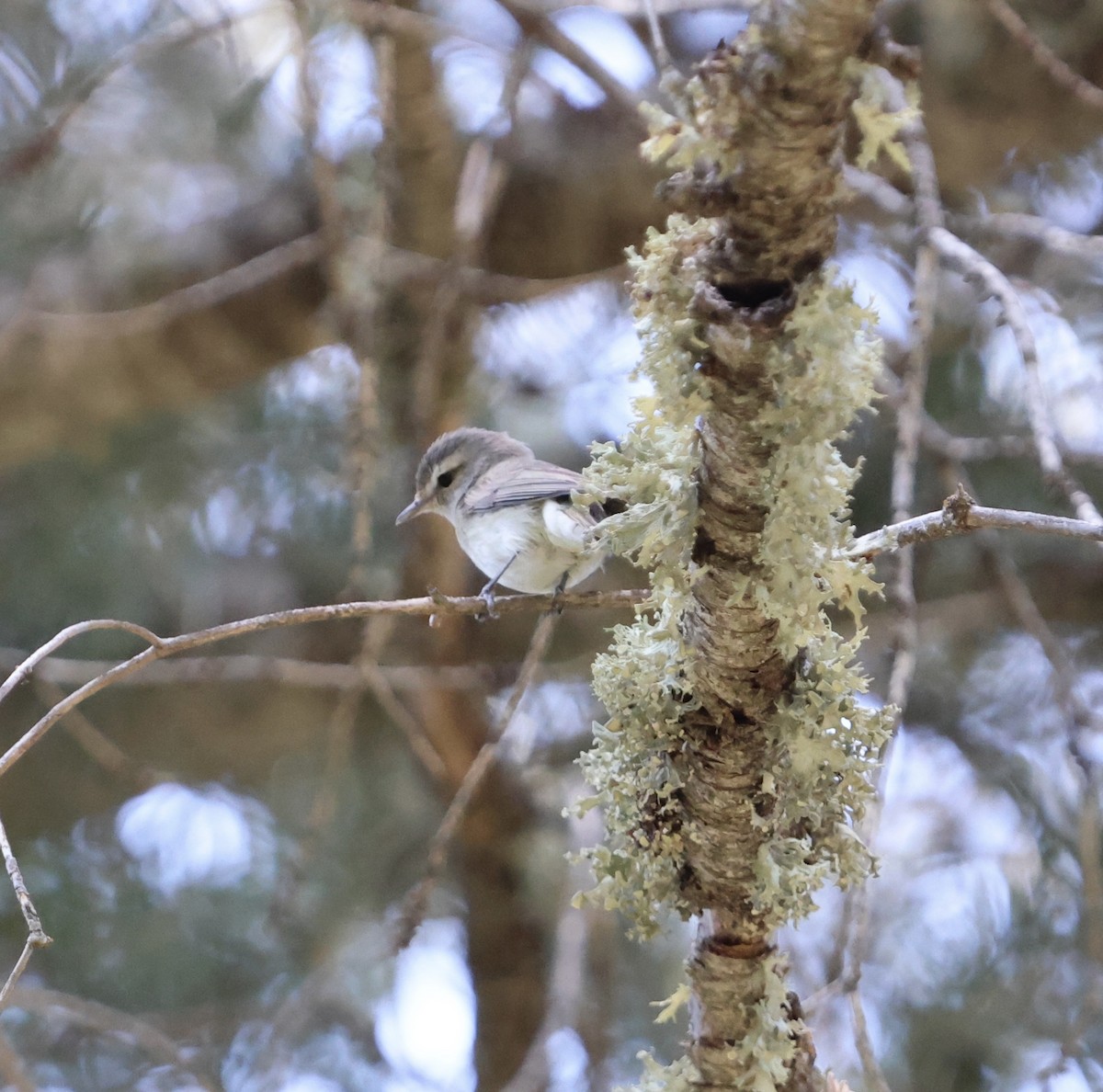 Warbling Vireo - Jacob Truetken