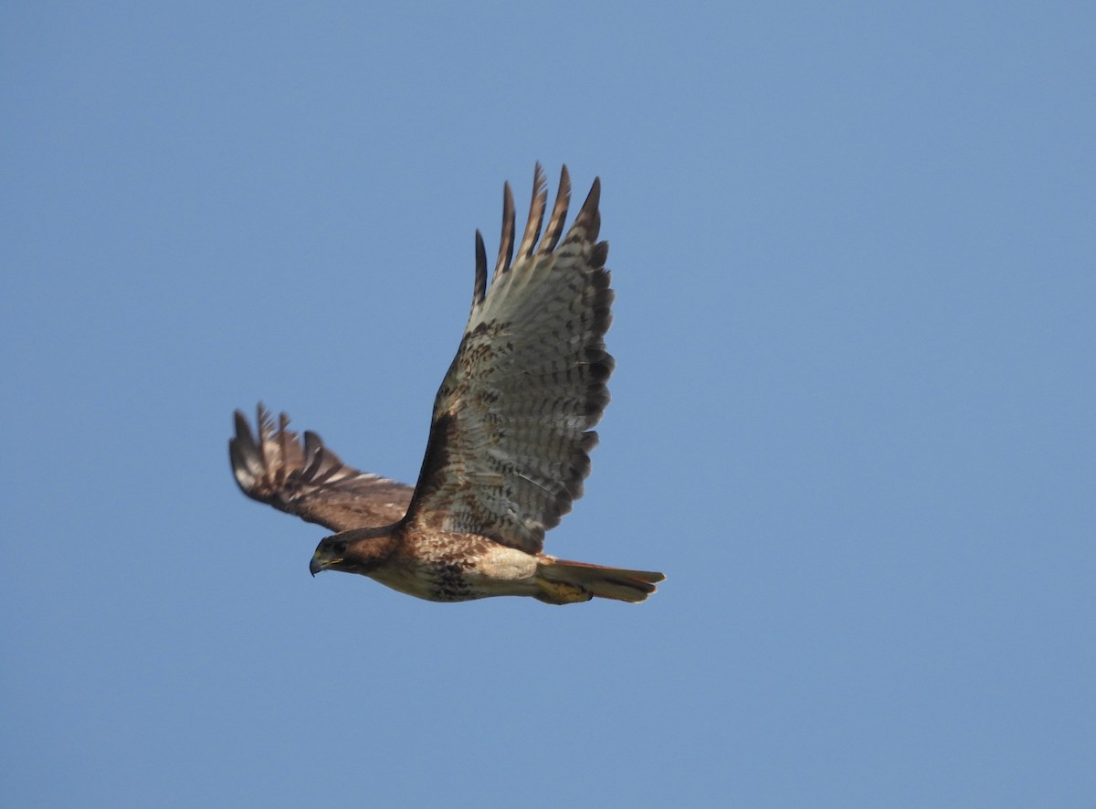 Red-tailed Hawk - ML619242195