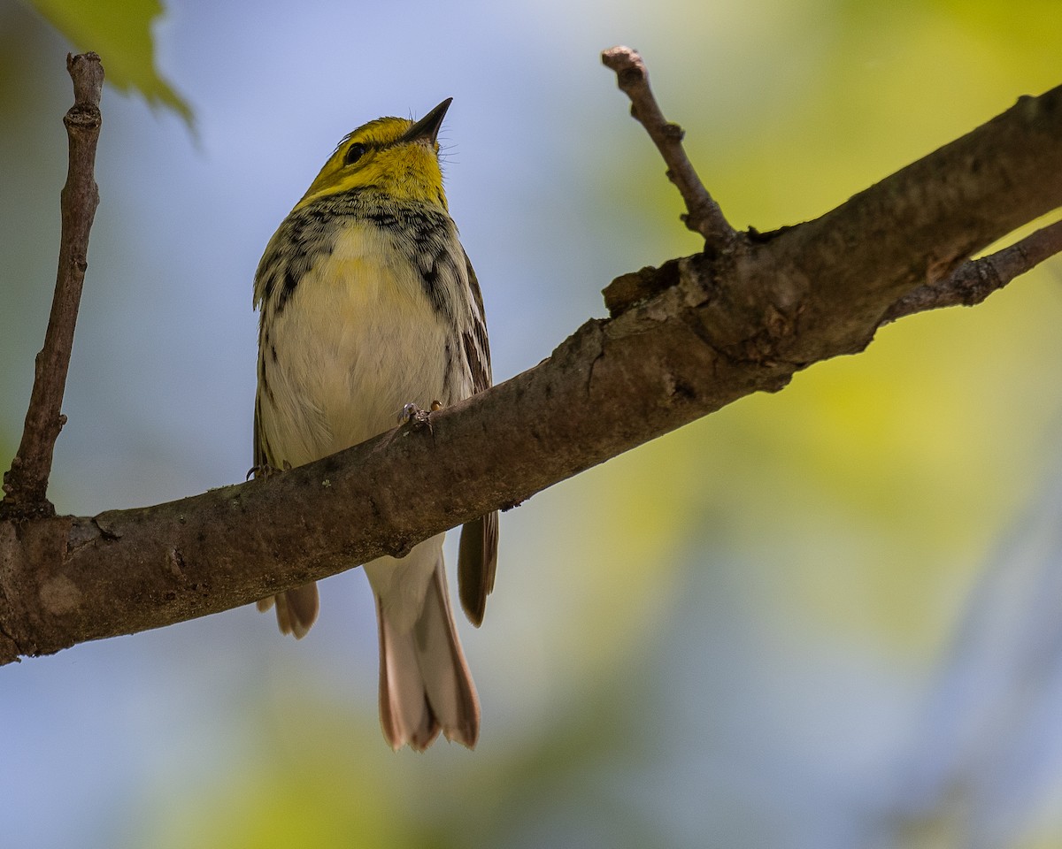 Black-throated Green Warbler - Mike Schijf