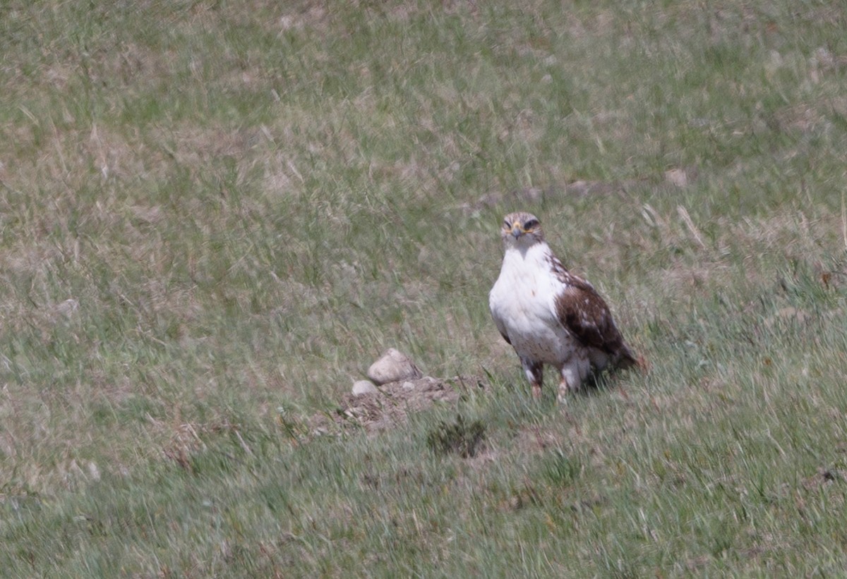 Ferruginous Hawk - J Smith