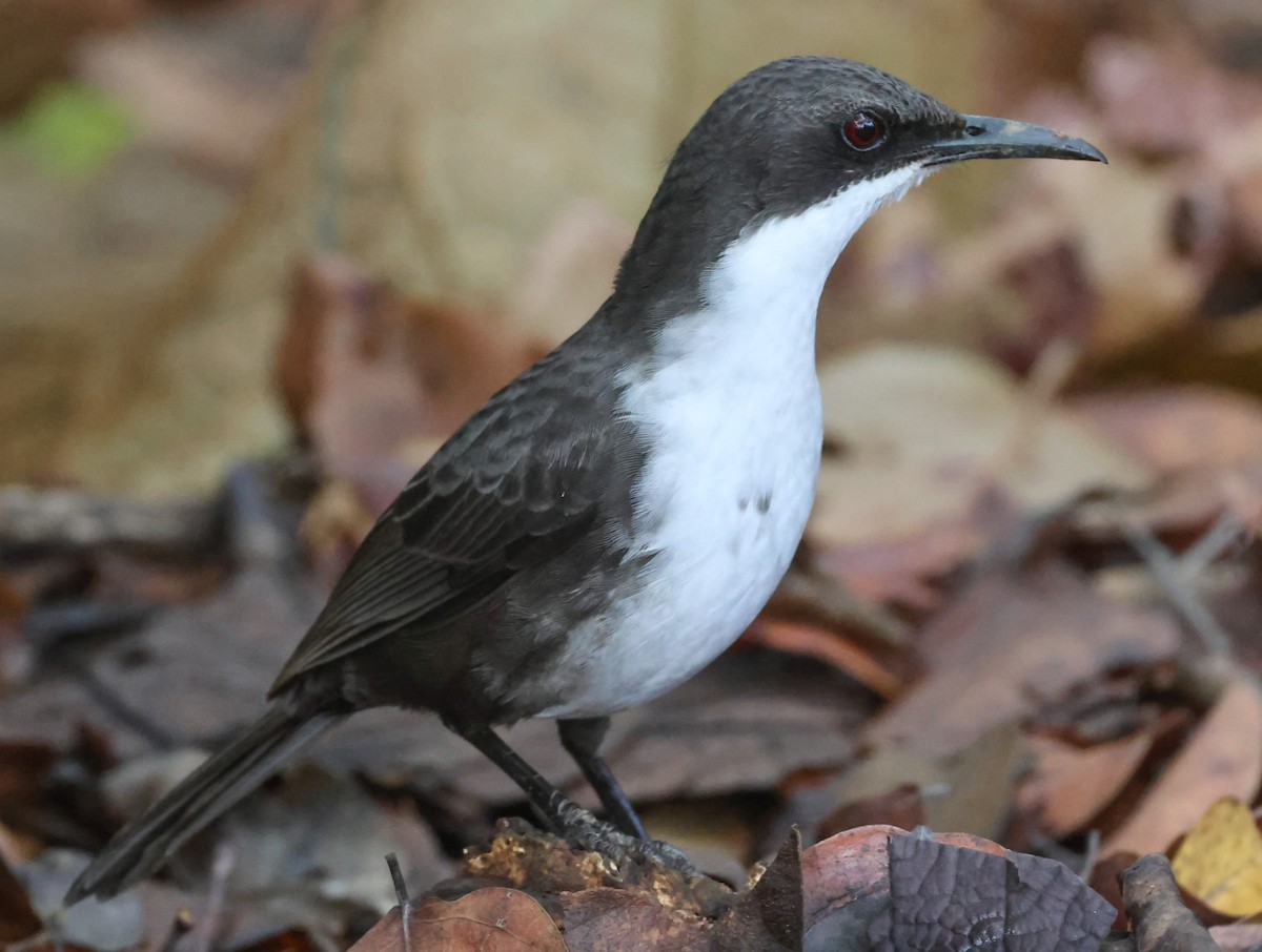 Ak Gerdanlı Çöpçü (brachyurus) - ML619242217