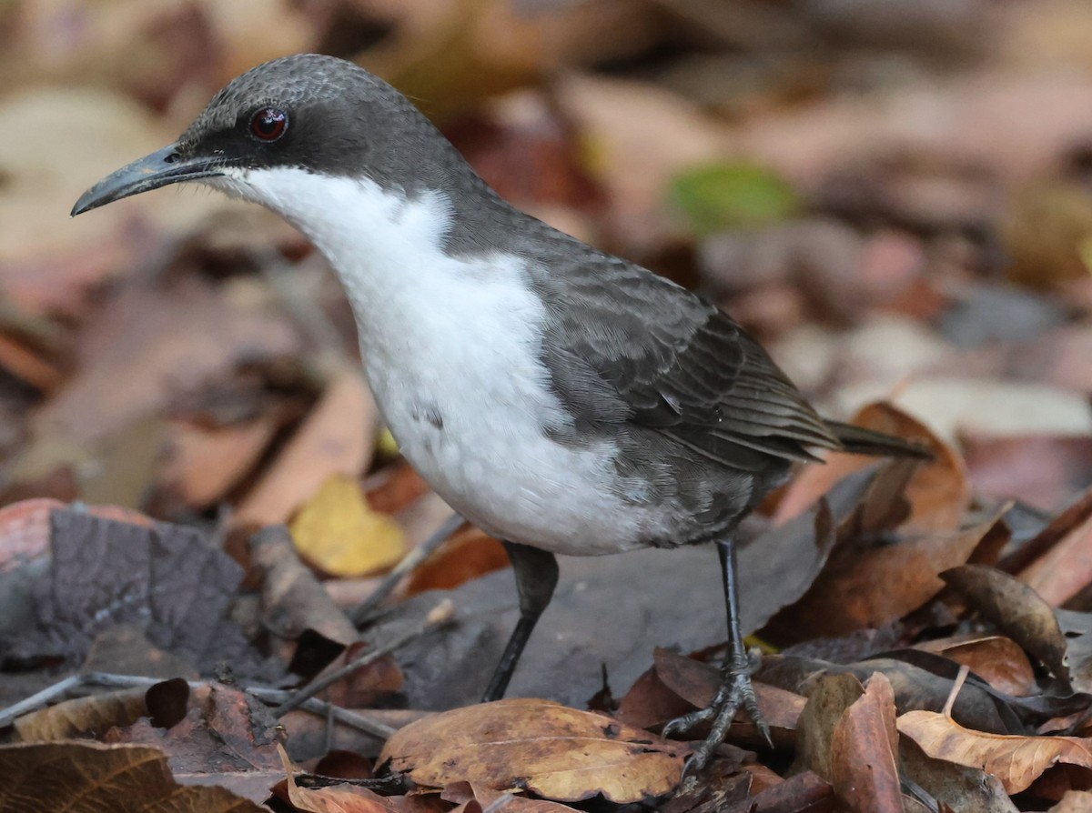 White-breasted Thrasher (Martinique) - Pam Rasmussen