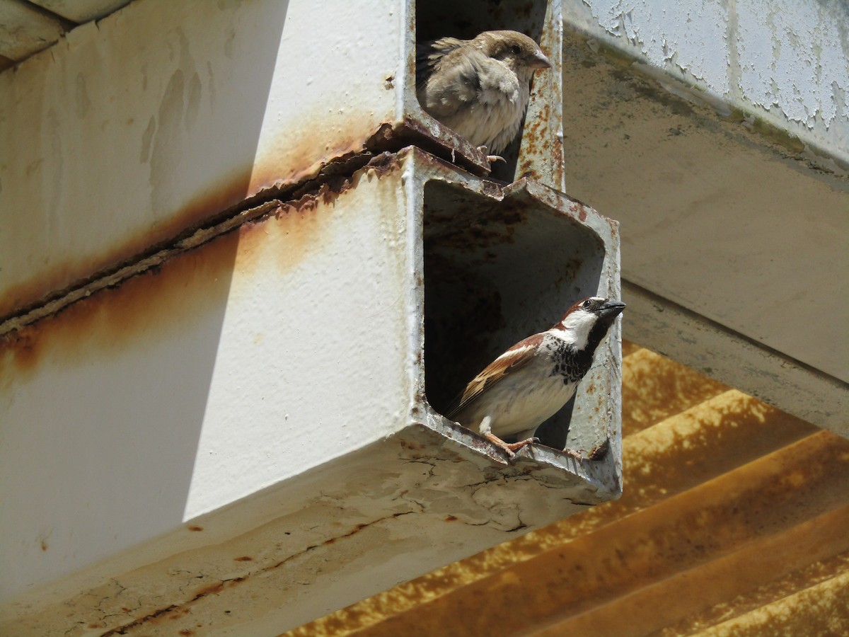 Italian Sparrow - David Hain