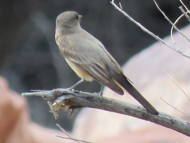 Say's Phoebe - Mark Sopko