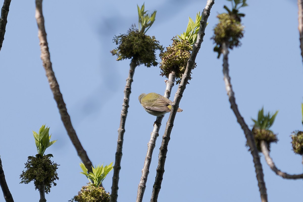 Tennessee Warbler - David Eberly