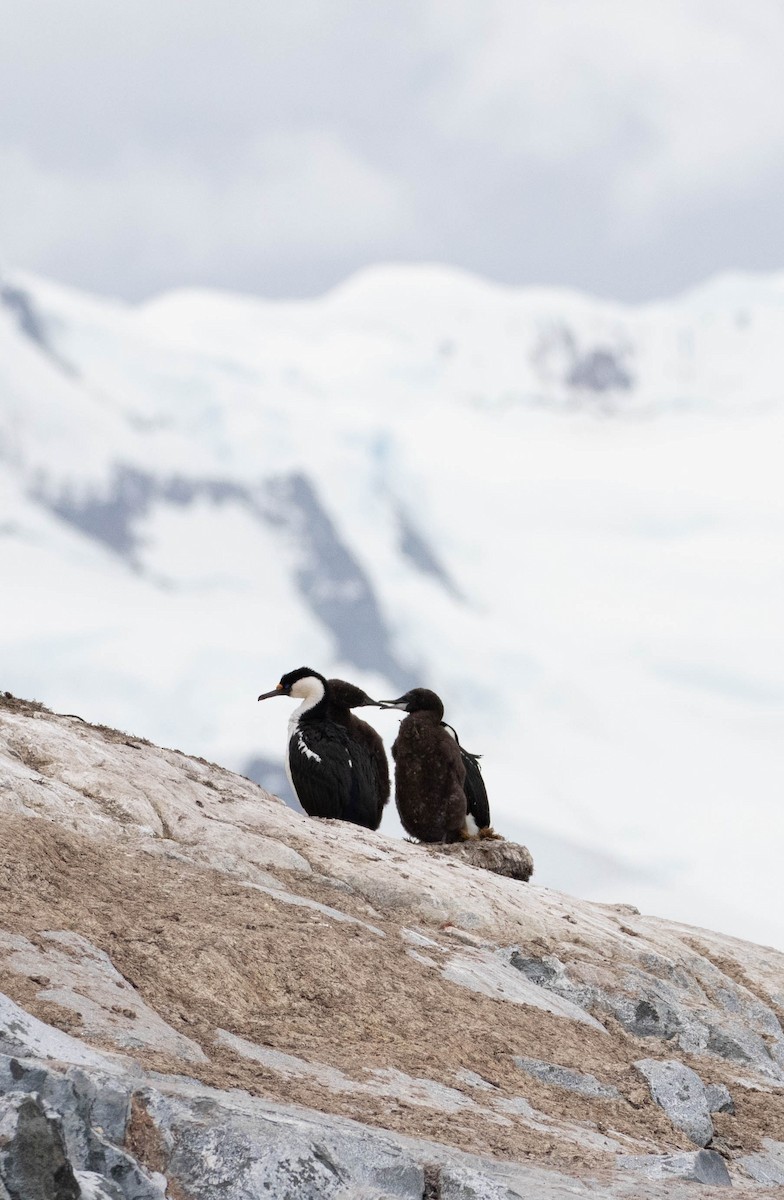 Antarctic Shag - ML619242256