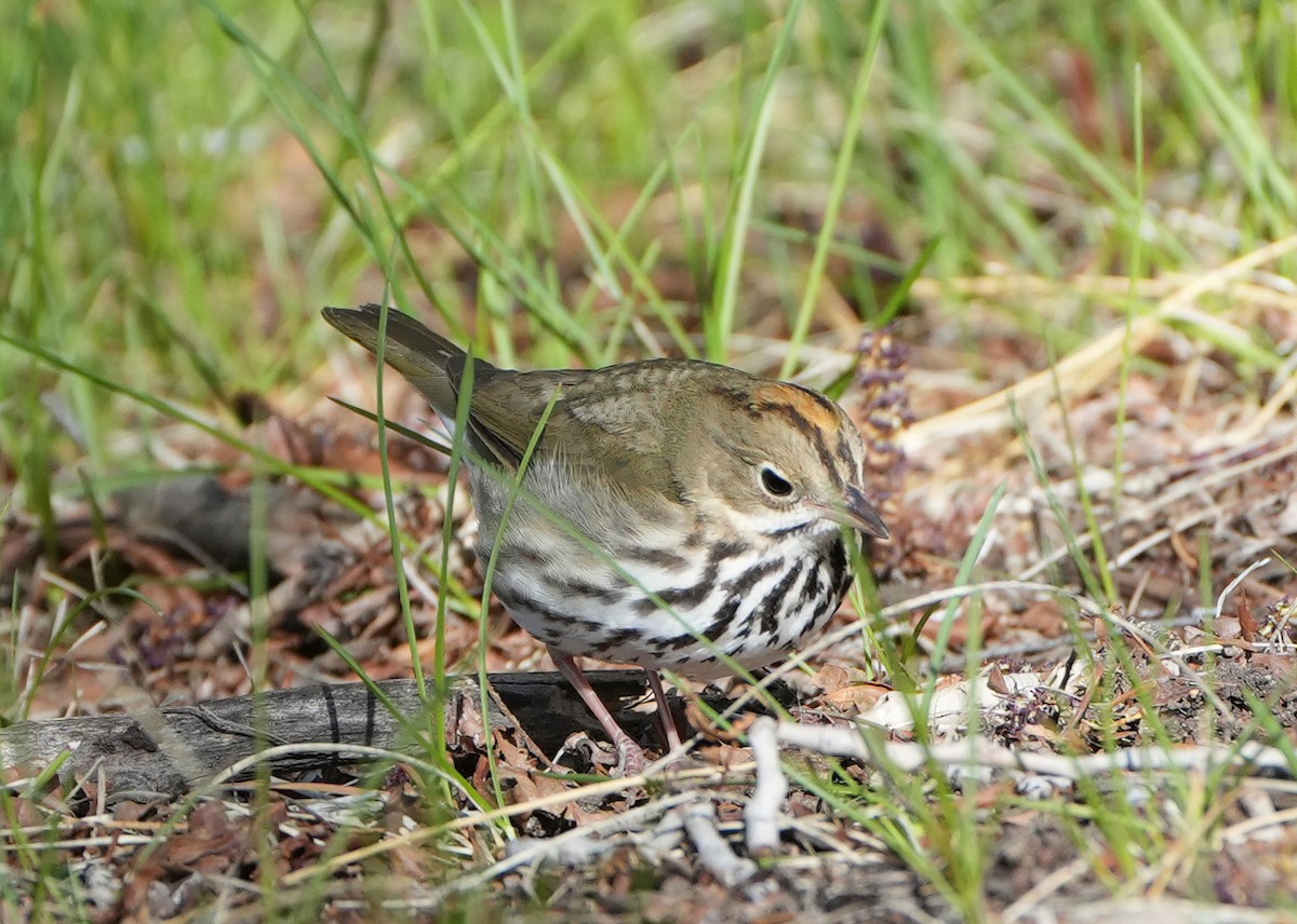 Ovenbird - Greg Mihalik