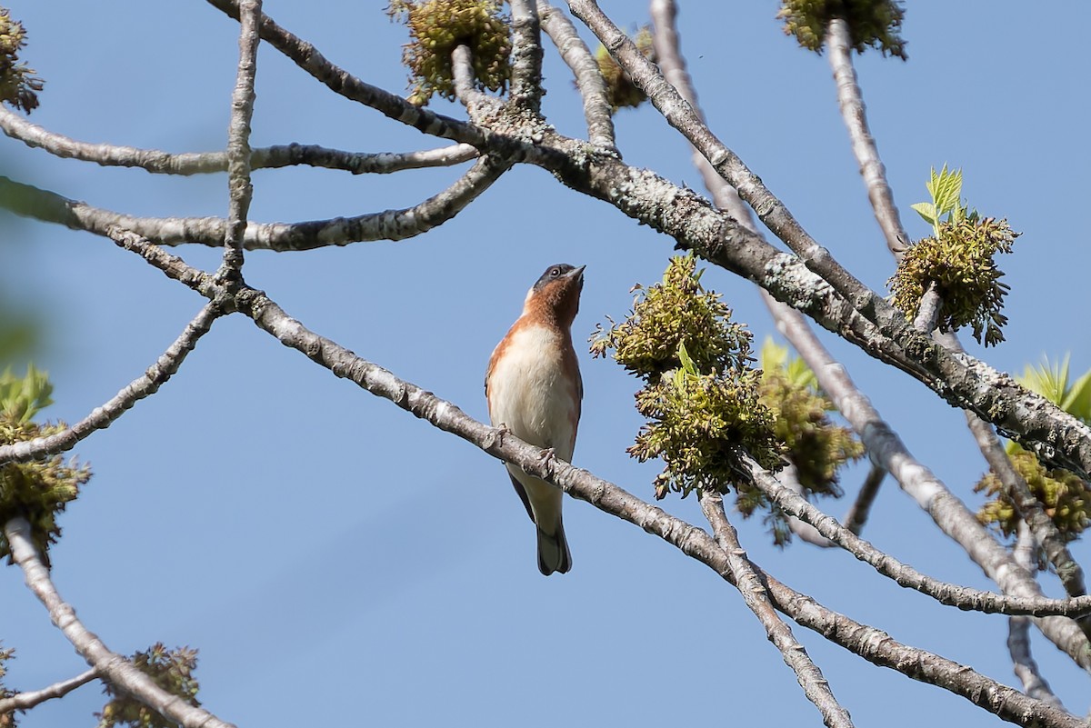 Bay-breasted Warbler - David Eberly