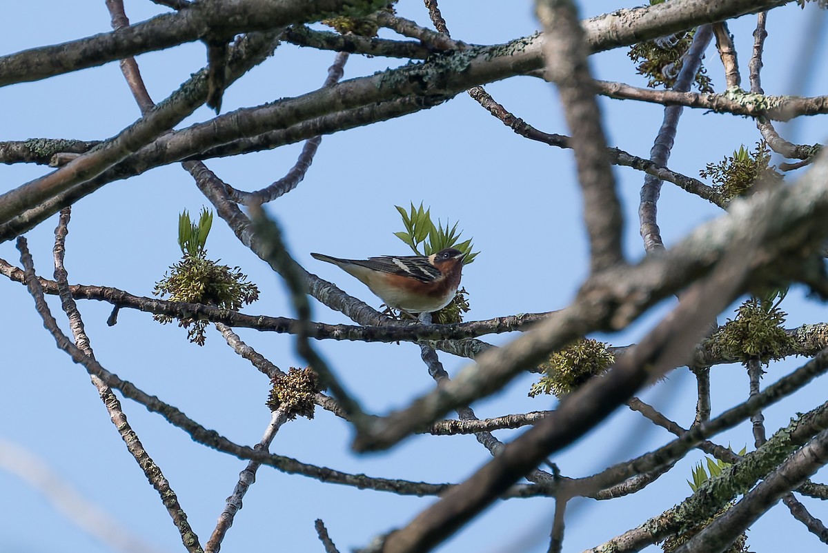 Bay-breasted Warbler - David Eberly