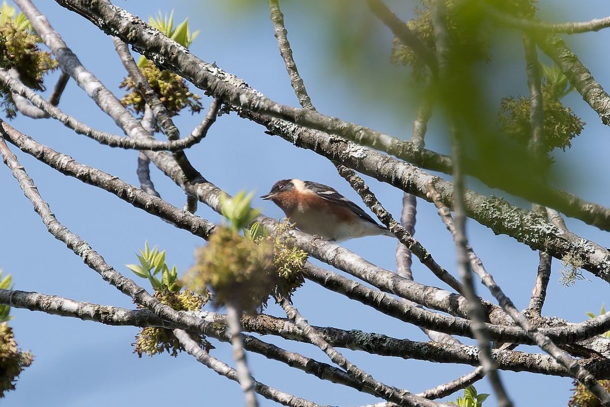 Bay-breasted Warbler - David Eberly