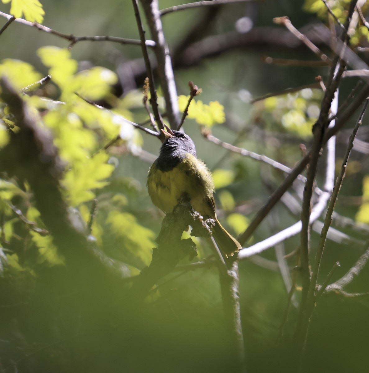 MacGillivray's Warbler - ML619242271