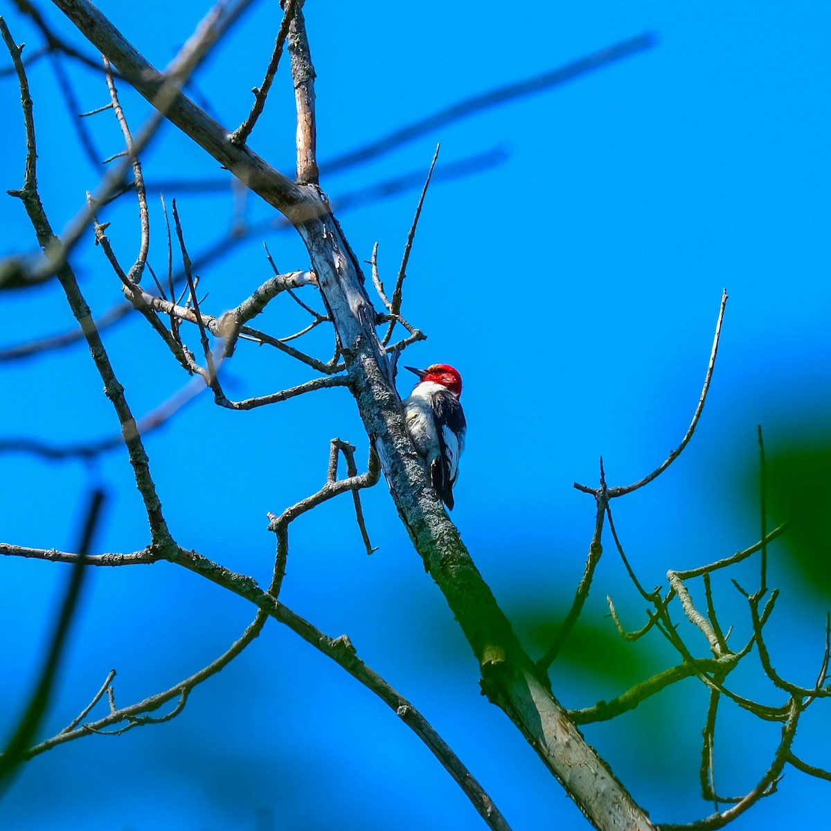 Red-headed Woodpecker - Andrew Dressel