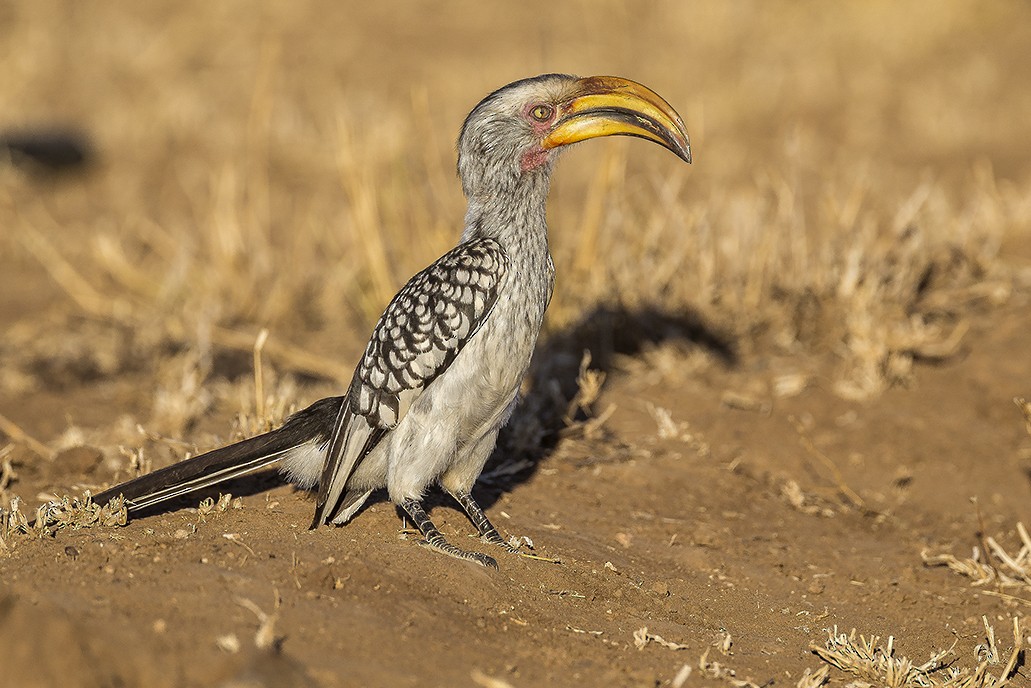 Southern Yellow-billed Hornbill - ML619242275