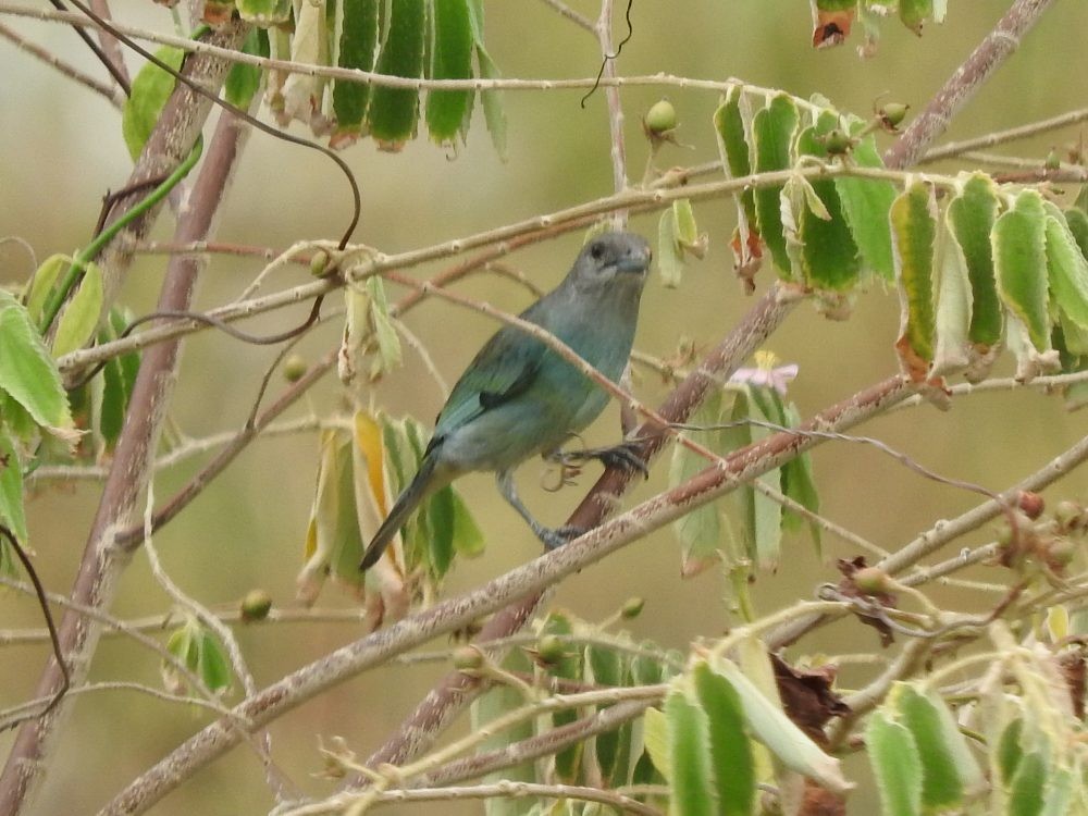 Glaucous Tanager - Fernando Nunes