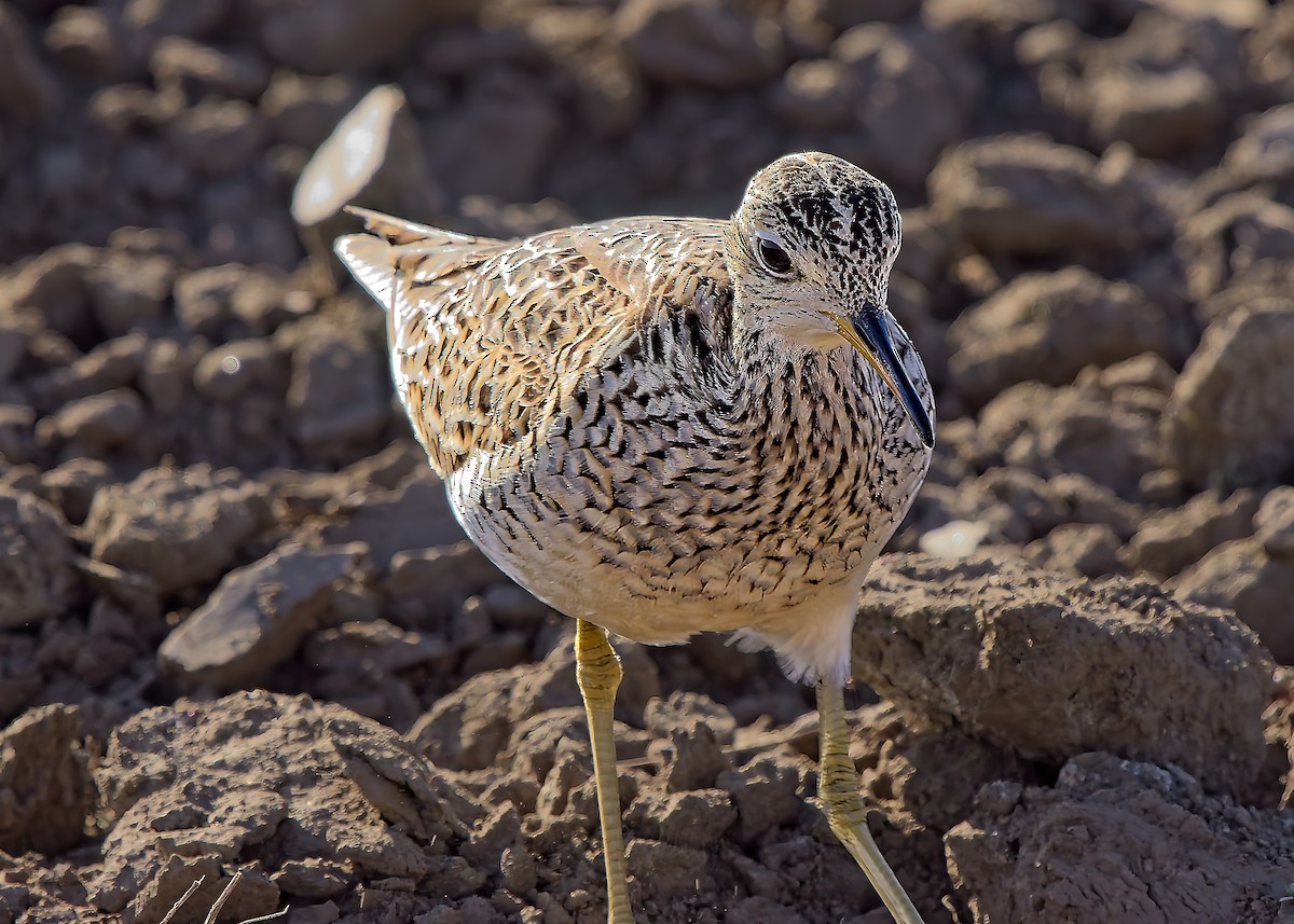 Upland Sandpiper - ML619242281