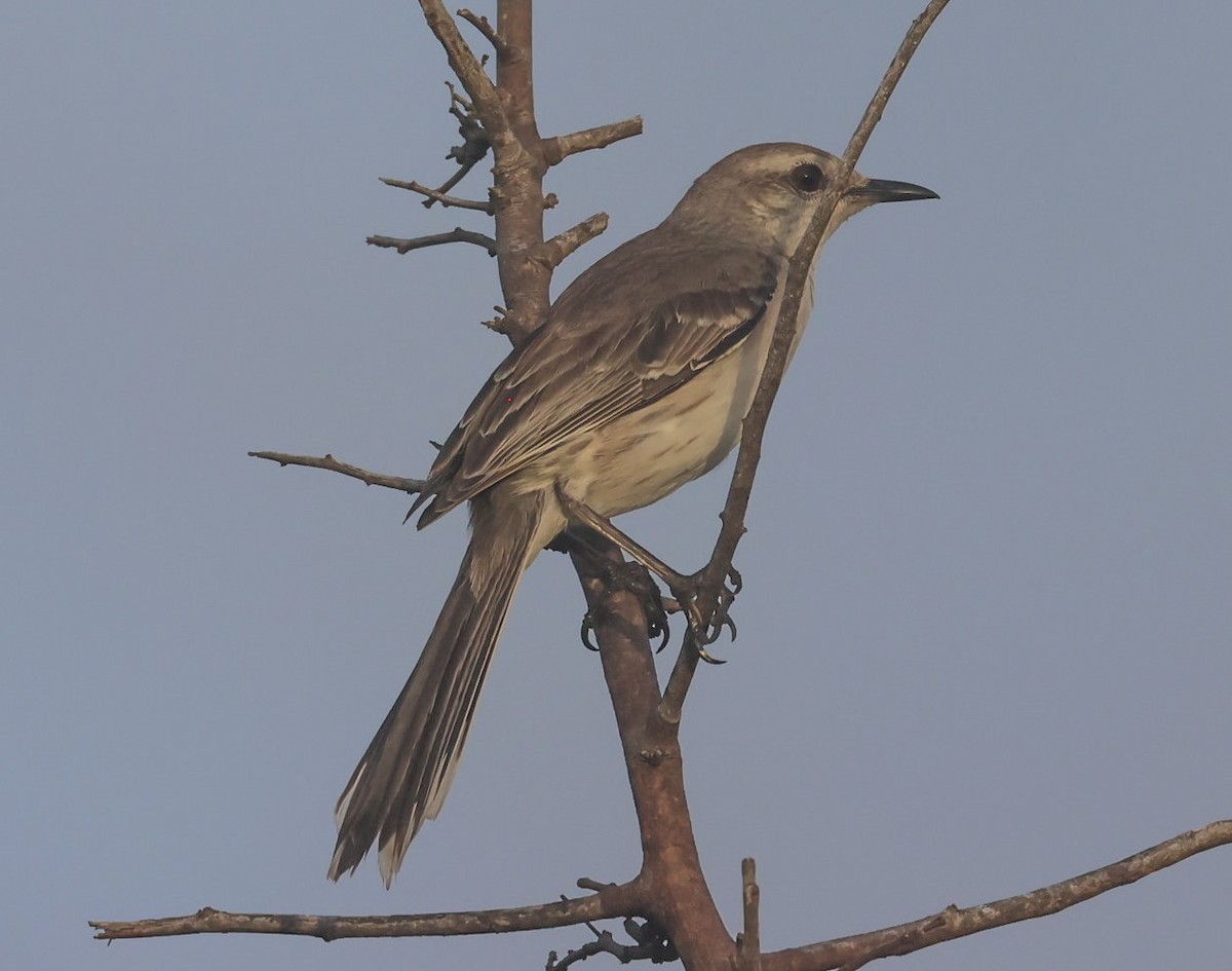 Tropical Mockingbird - Pam Rasmussen