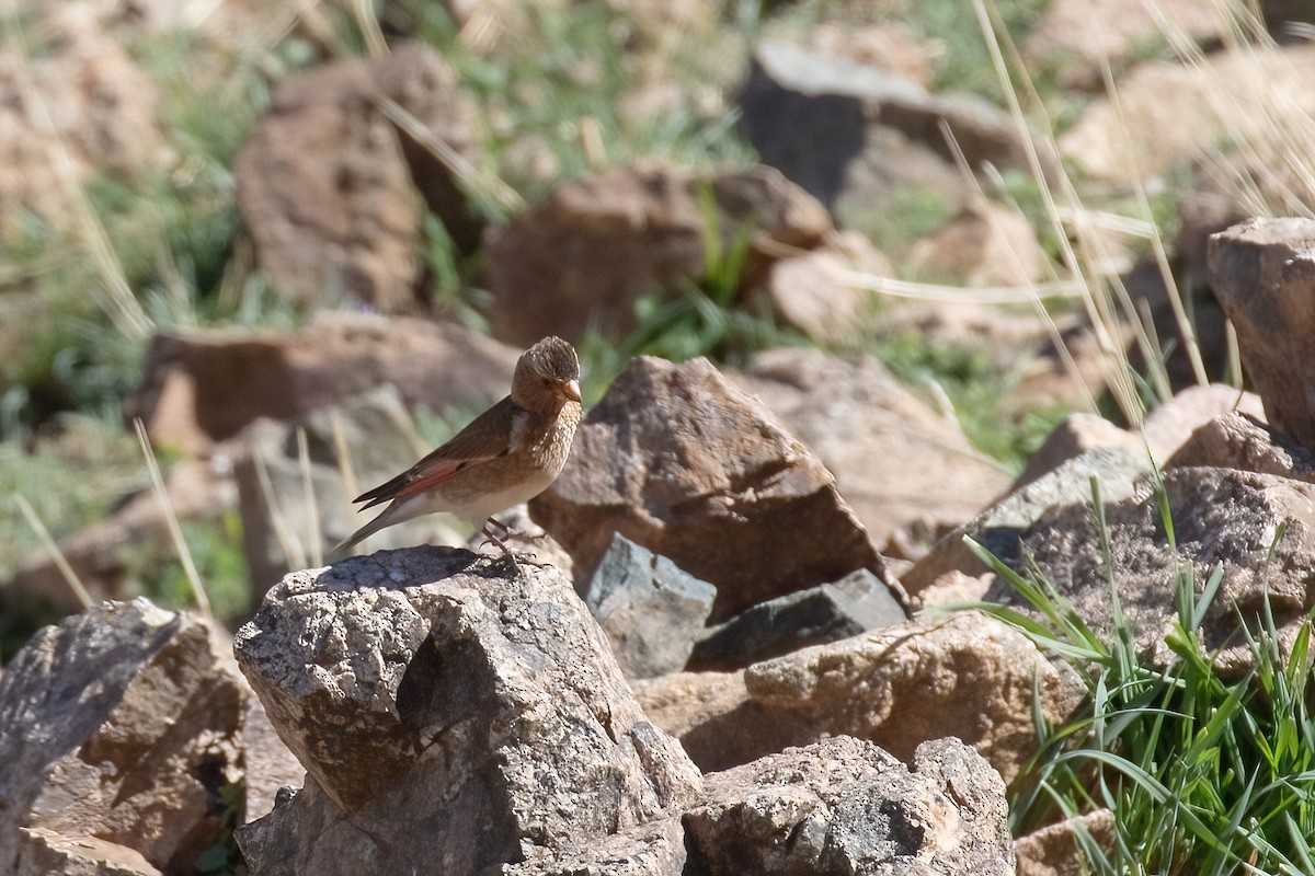 Crimson-winged Finch (African) - ML619242285