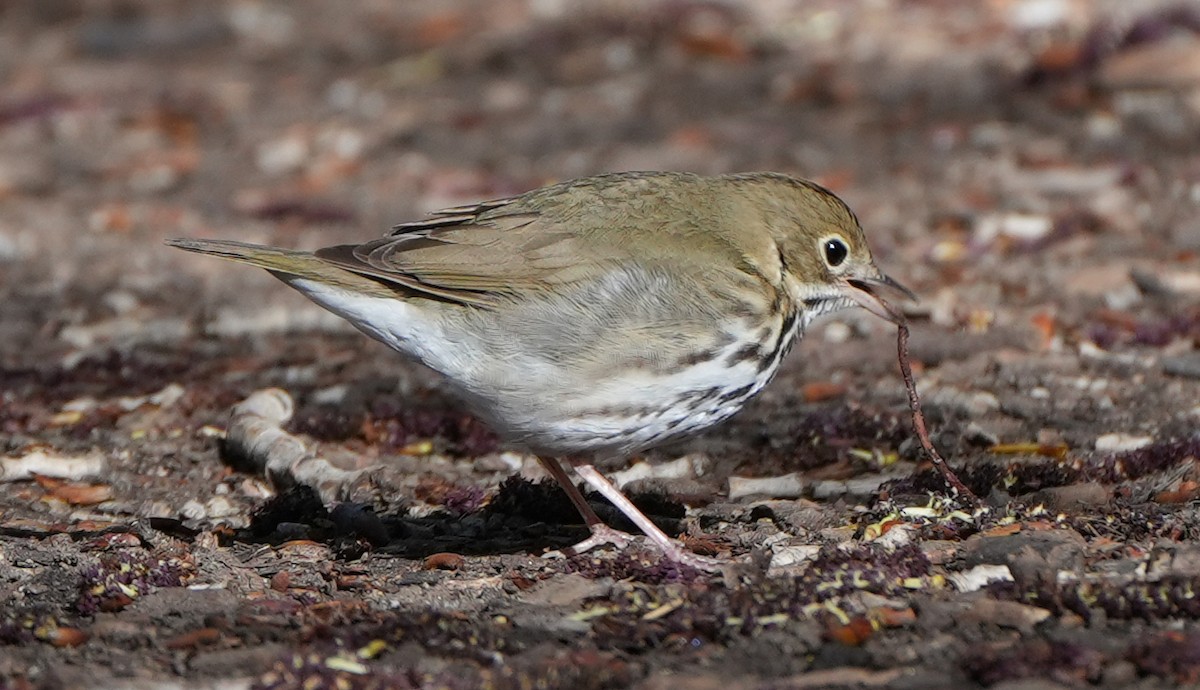 Ovenbird - Greg Mihalik