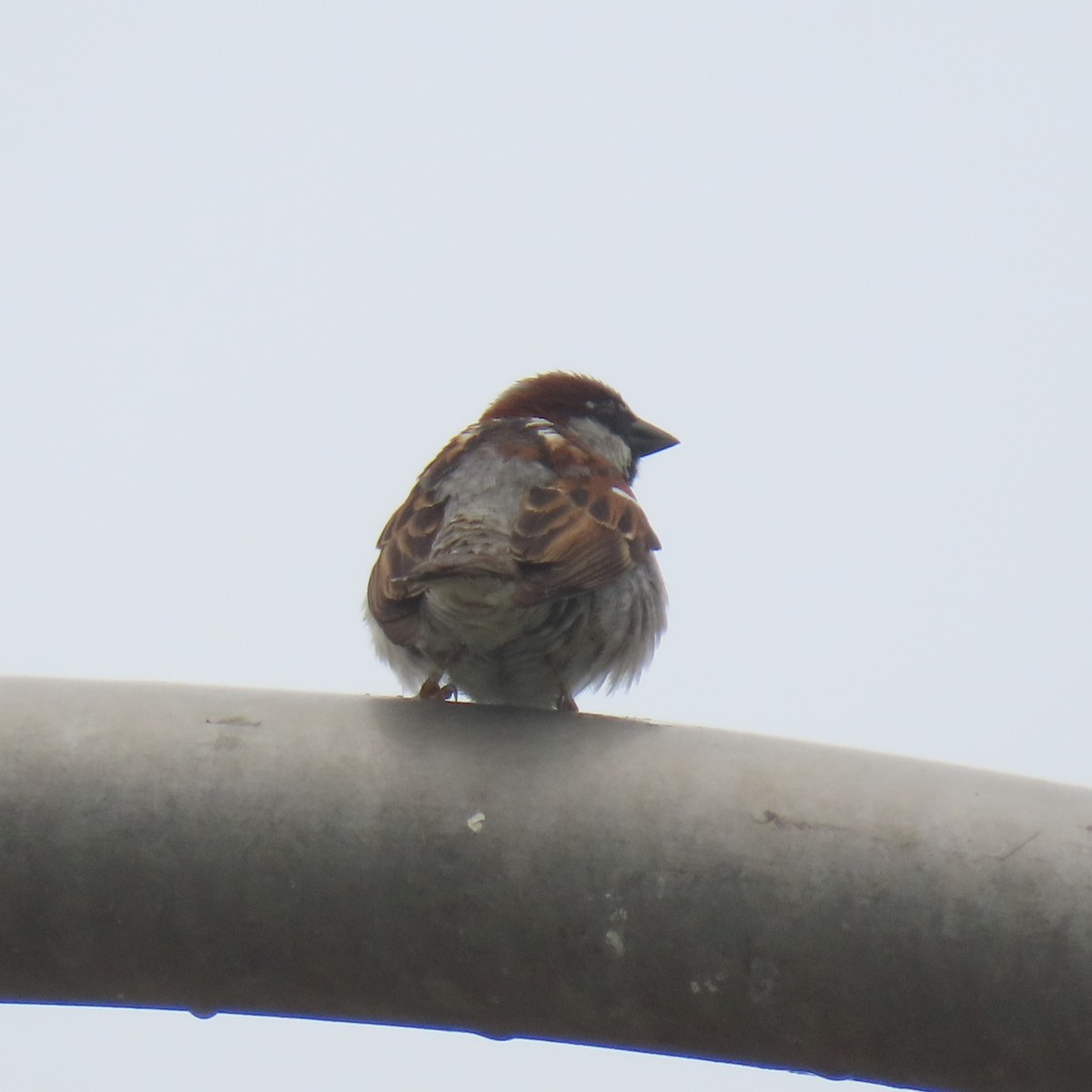 House Sparrow - ML619242310