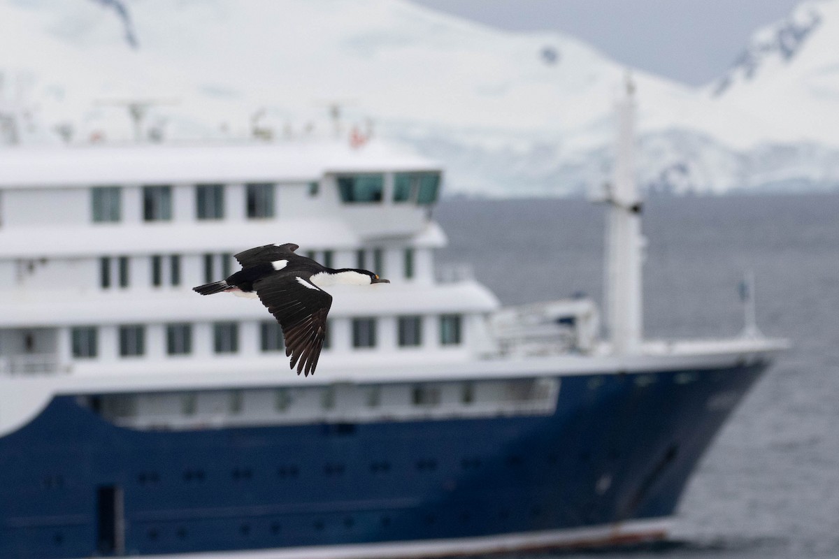 Cormorán Antártico - ML619242318