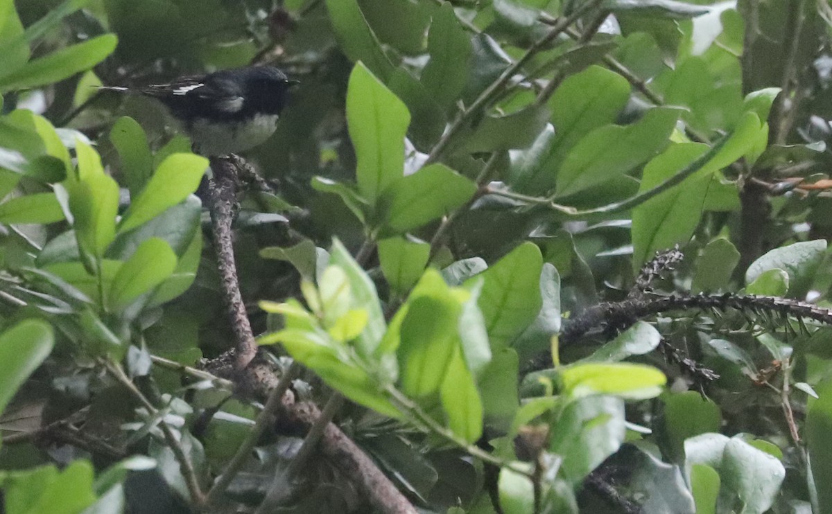 Black-throated Blue Warbler - Rob Bielawski