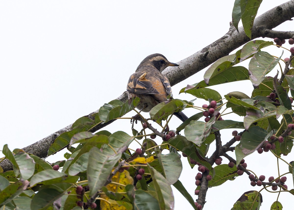 Naumann's Thrush - ML619242336