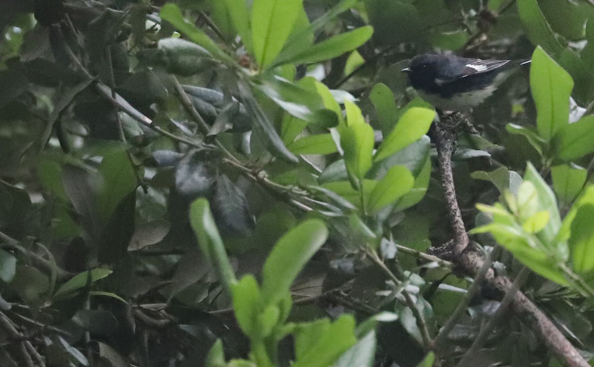 Black-throated Blue Warbler - Rob Bielawski