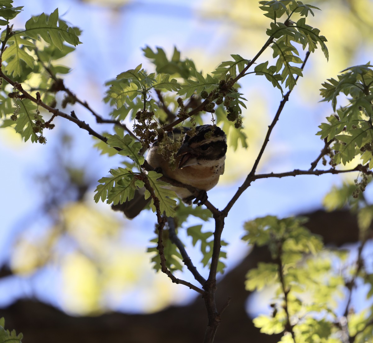 Black-headed Grosbeak - Jacob Truetken