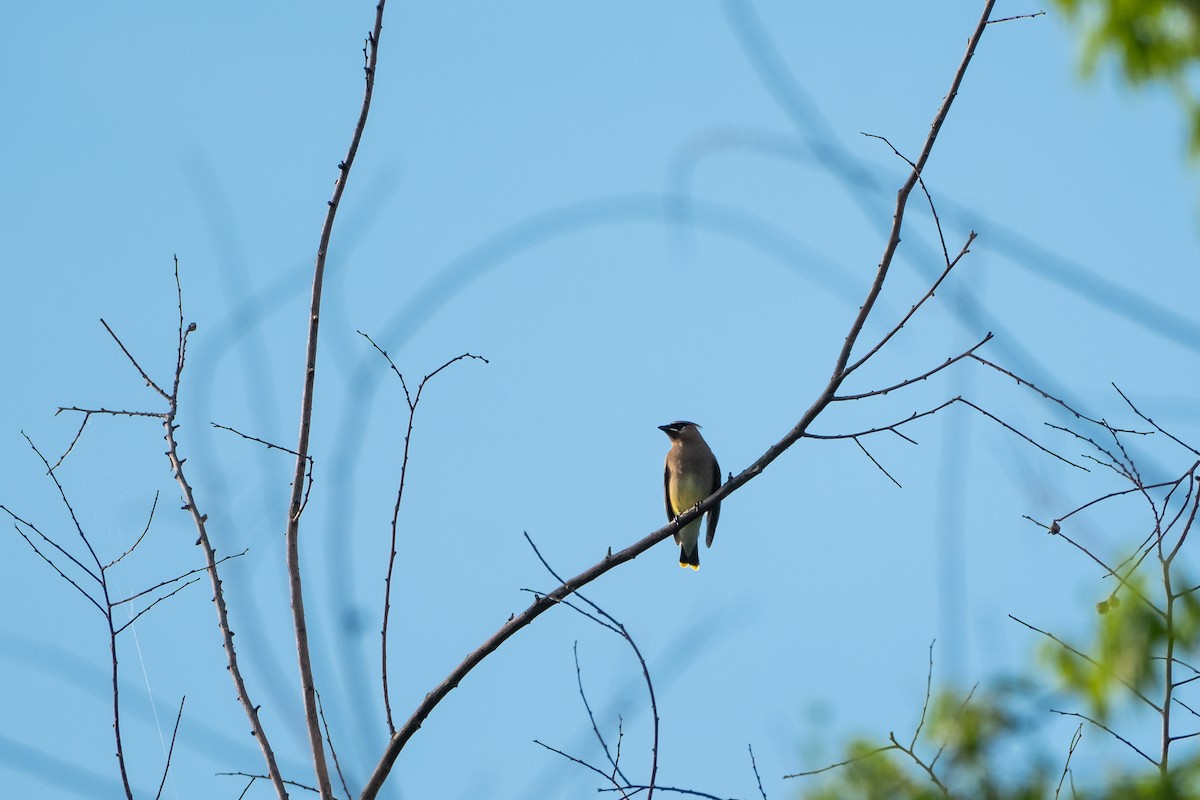 Cedar Waxwing - ML619242356