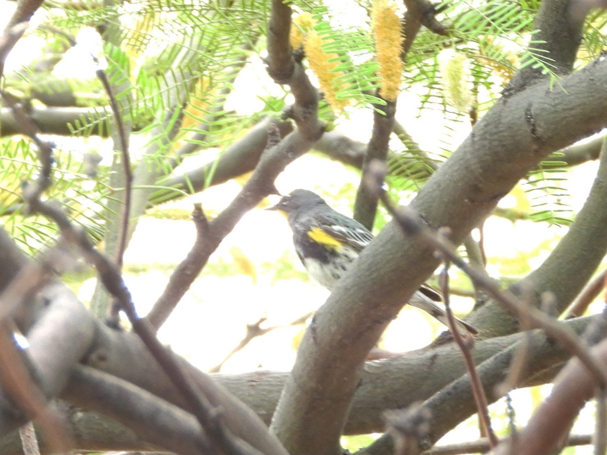 Yellow-rumped Warbler - Pam Griffin