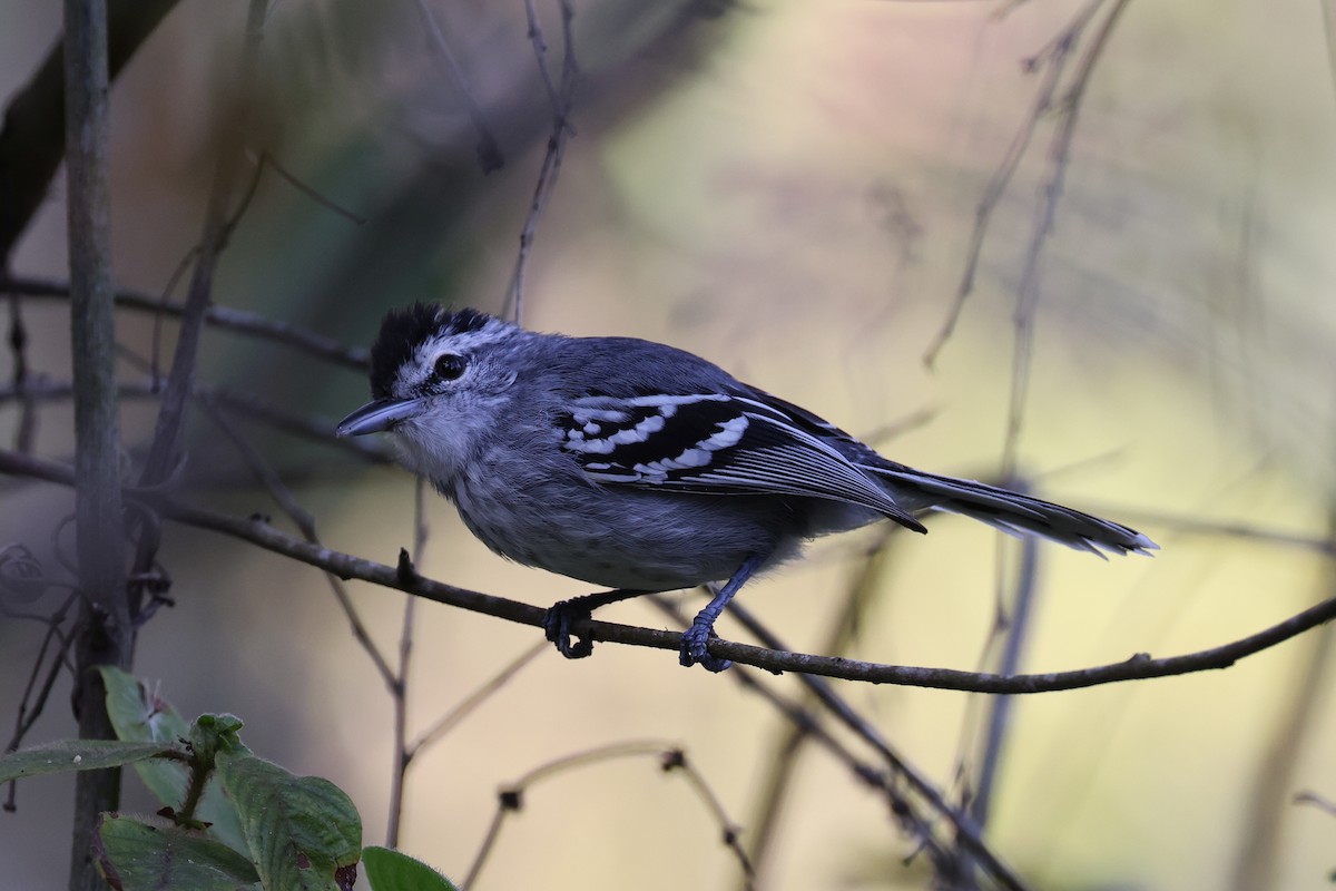 Large-billed Antwren - Hubert Stelmach