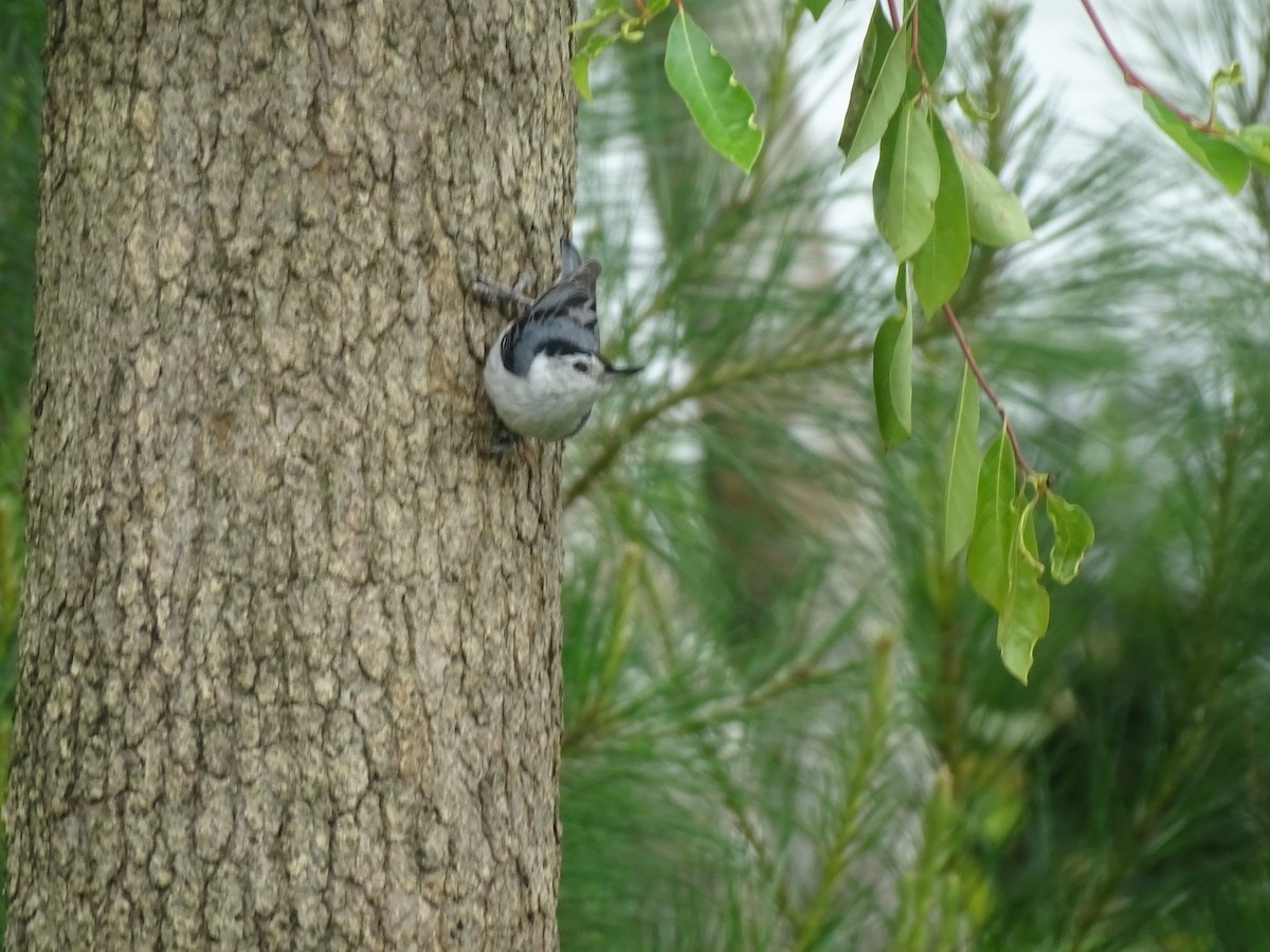 White-breasted Nuthatch - Susan Evanoff