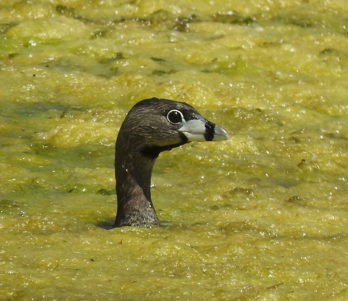 Pied-billed Grebe - Holly Perry