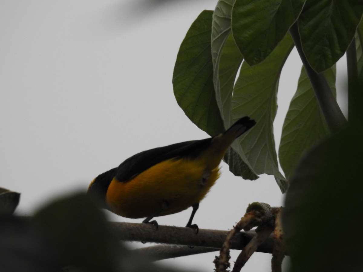 Purple-throated Euphonia - Leonardo Bordin