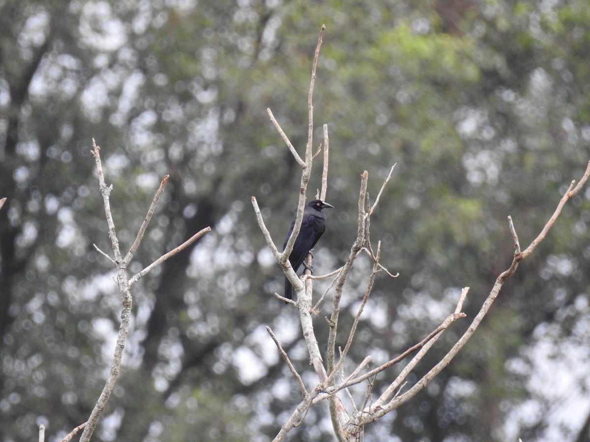 Giant Cowbird - Leonardo Bordin